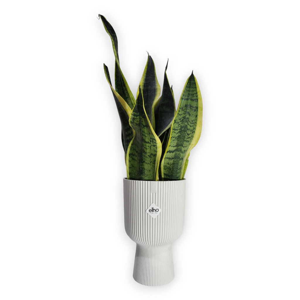 "Mother-in-Law" Snake Plant in Silky White Vibes Fold Coupe 14cm (0.4m)