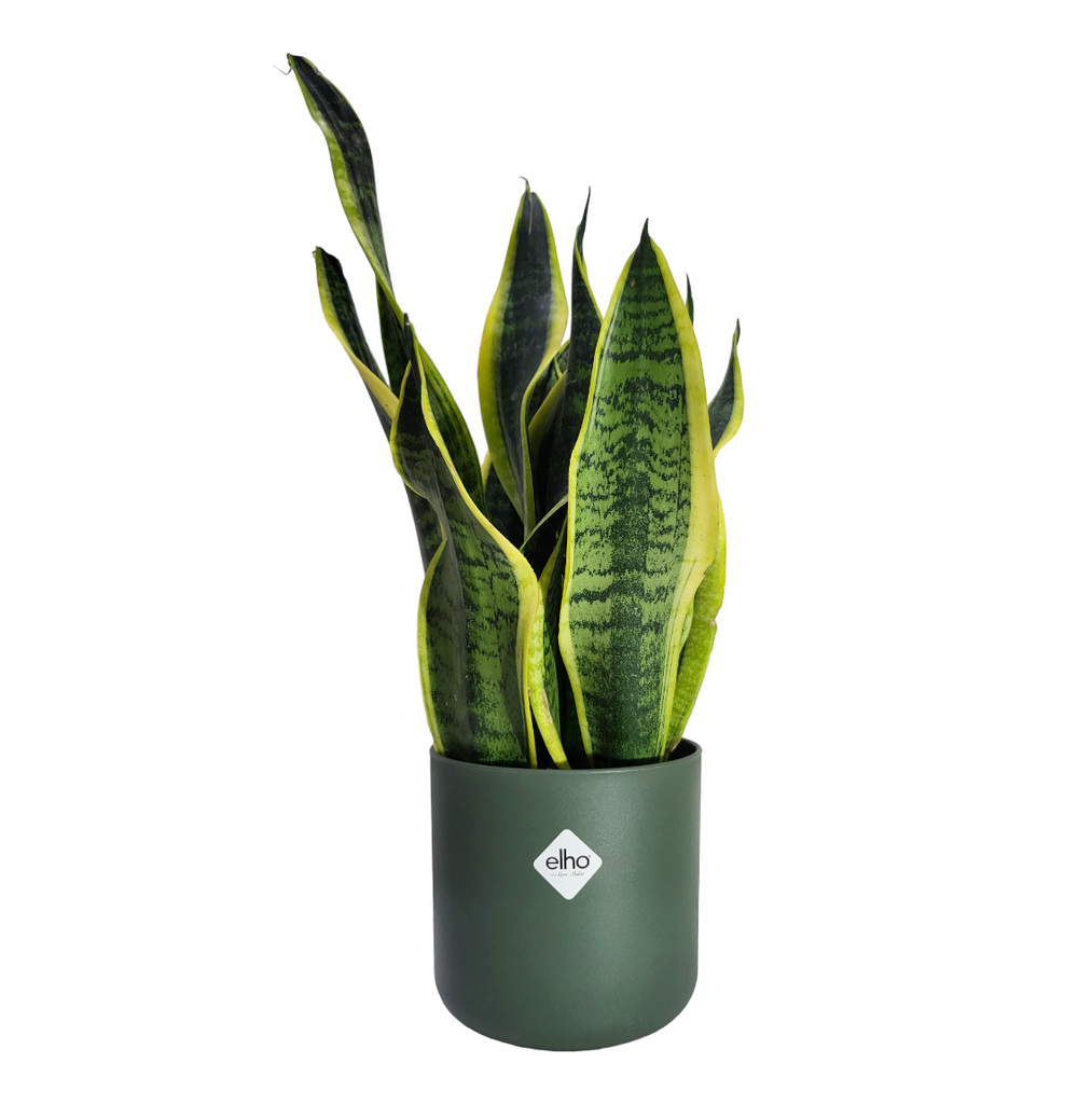 "Mother-in-Law" Snake Plant in Leaf Green B for Soft Round 14cm (0.3m)