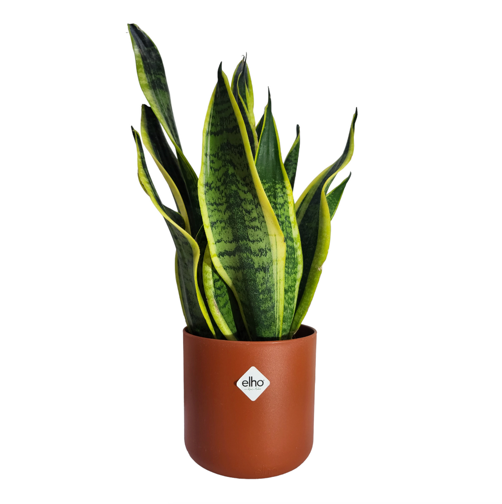 "Mother-in-Law" Snake Plant in Brique B for Soft Round 14cm (0.3m)