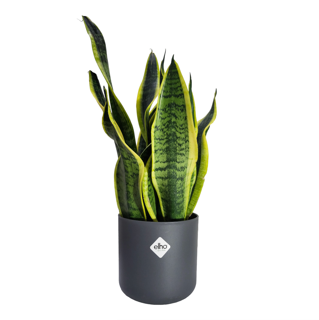 "Mother-in-Law" Snake Plant in Anthracite B for Soft Round 14cm (0.3m)