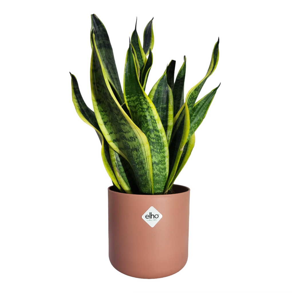 "Mother-in-Law" Snake Plant in Delicate Pink B for Soft Round 14cm (0.3m)