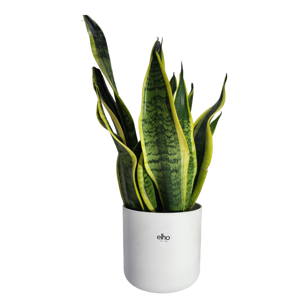 "Mother-in-Law" Snake Plant in White B for Soft Round 14cm (0.3m)