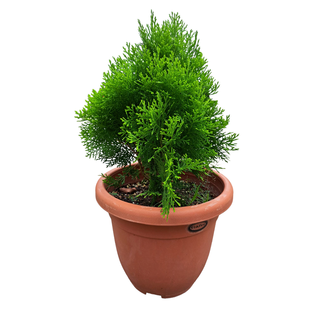 Platycladus orientalis, Thuja Orientalis (0.55m)