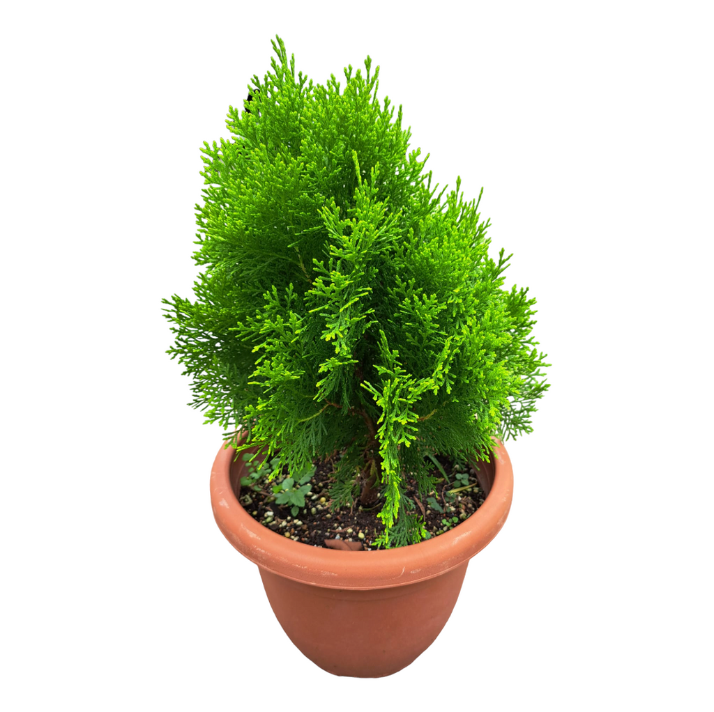 Platycladus orientalis, Thuja Orientalis (0.55m)