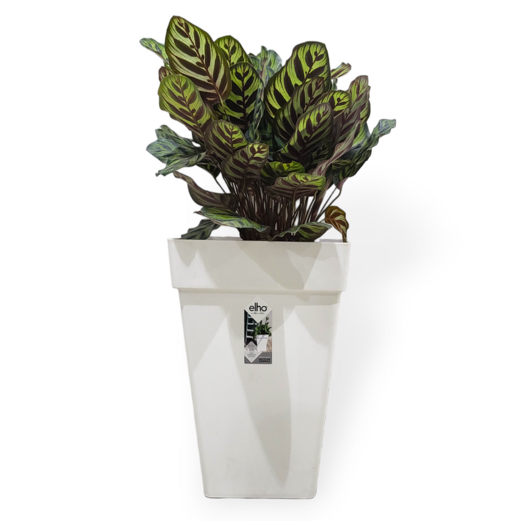 Calathea Makoyana in White Loft Urban Square High Pot 30cm (0.9m)