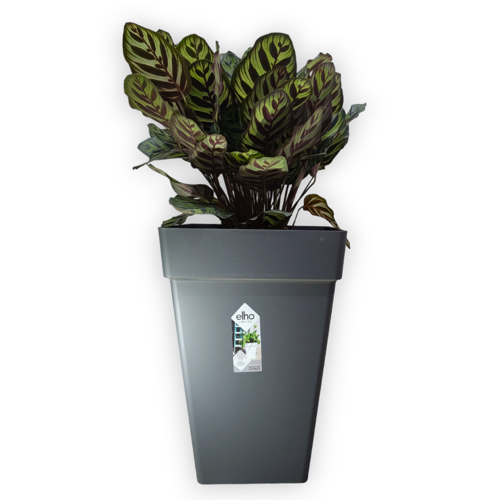 Calathea Makoyana in Anthracite Loft Urban Square High Pot 30cm (0.9m)