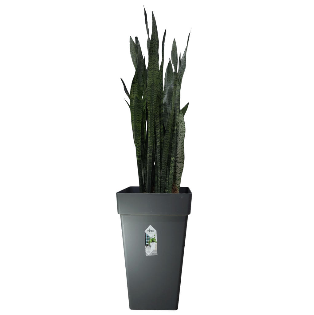 Sansevieria Zeylanica in Anthracite Loft Urban Square High Pot 30cm (1.2m)