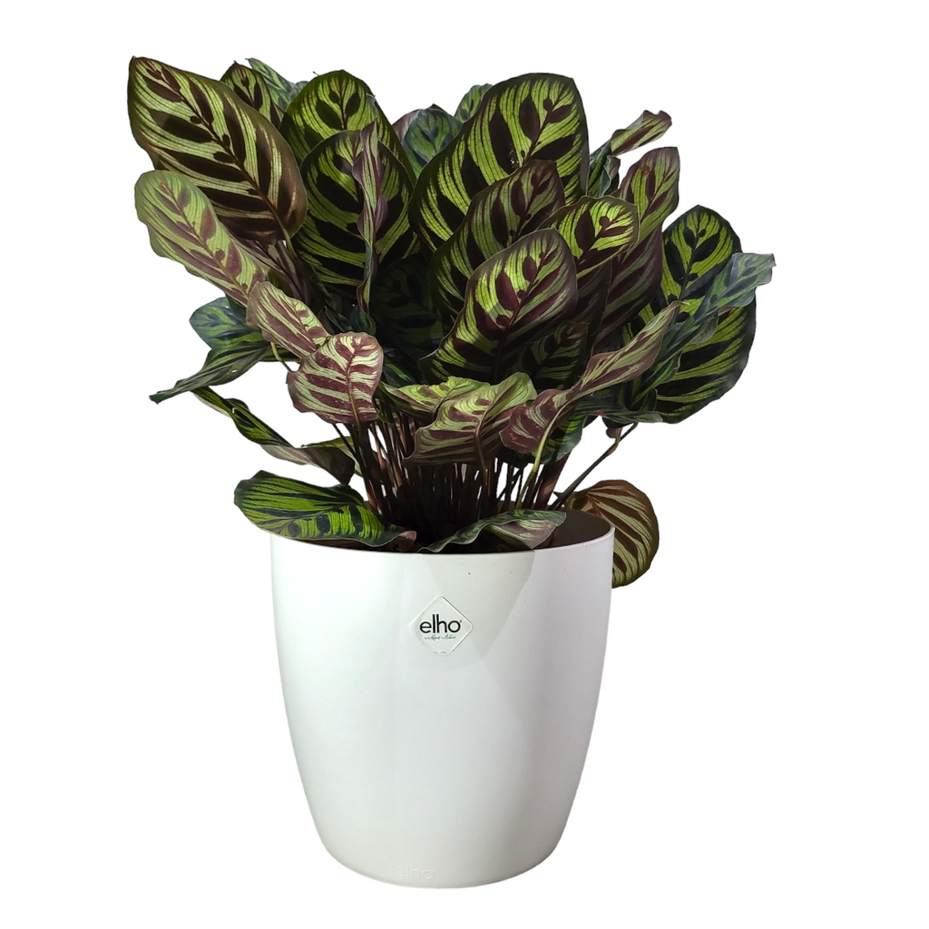 Calathea Makoyana in White Brussels Round 25cm (0.6m)