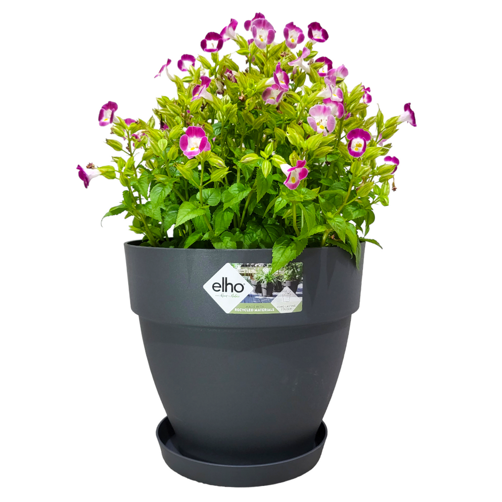 Torenia in Silky Anthracite Vibia Campana 25cm with 17cm Saucer