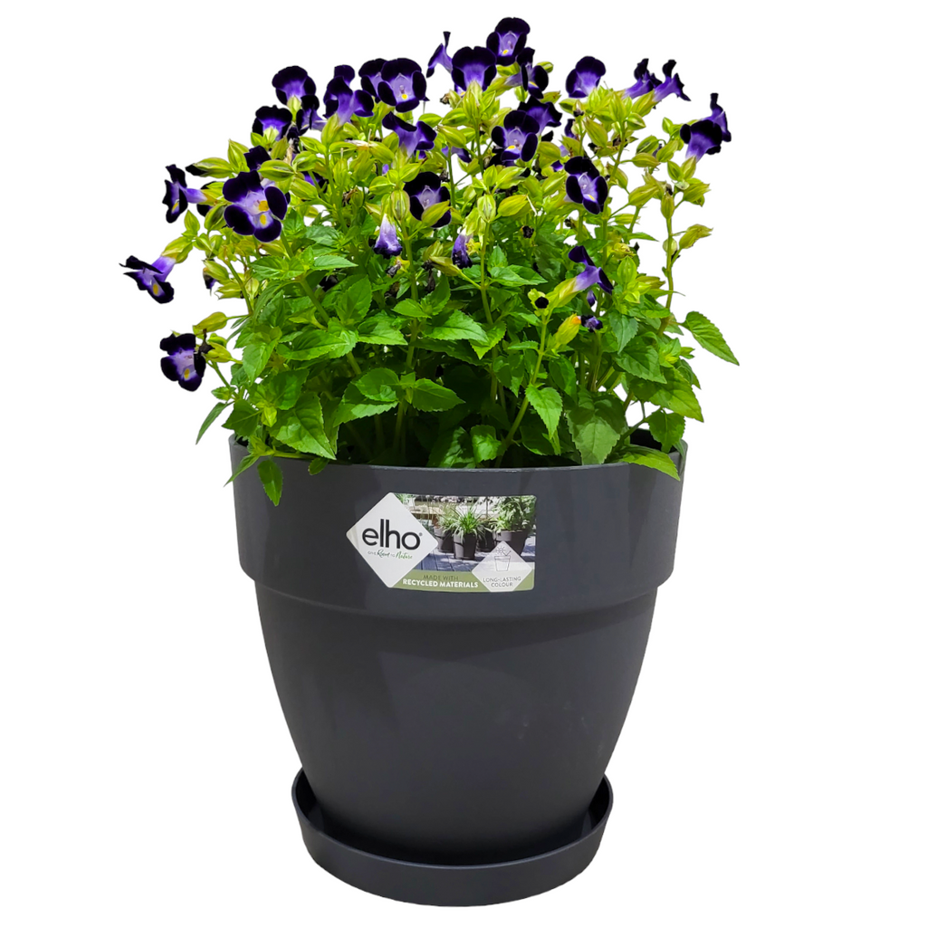 Torenia in Silky Anthracite Vibia Campana 25cm with 17cm Saucer