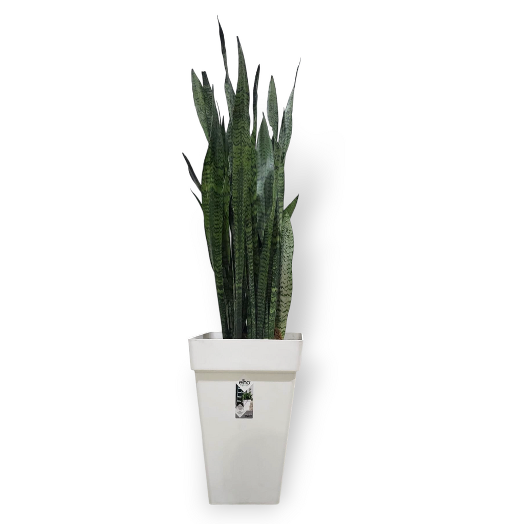 Sansevieria Zeylanica in White Loft Urban Square High Pot 30cm (1.2m)