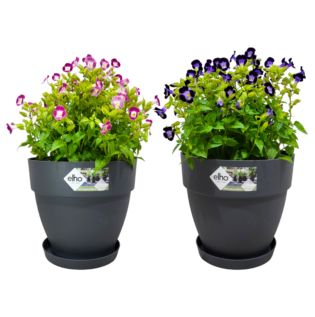 Torenia in Silky Anthracite Vibia Campana 25cm with 17cm Saucer