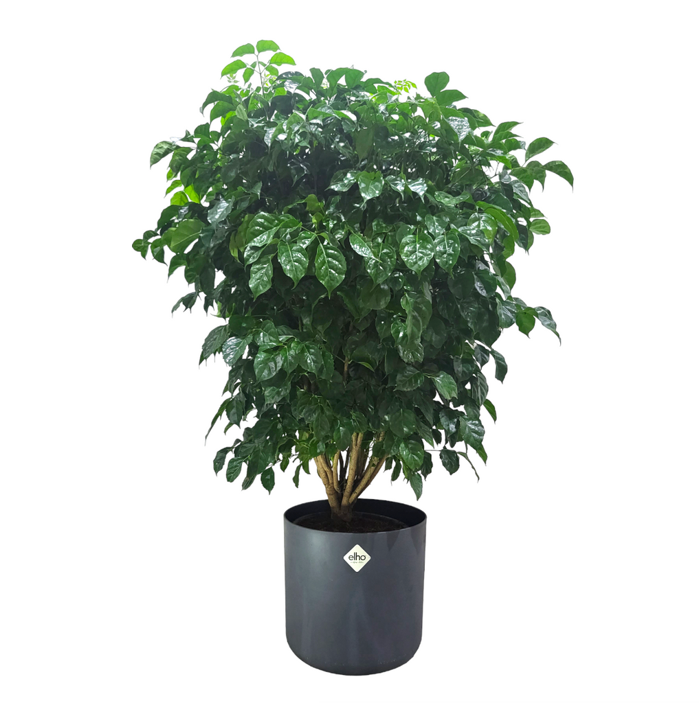 Radermachera Hainanensis Plant in Anthracite B for Soft Round 30cm (1.3m)