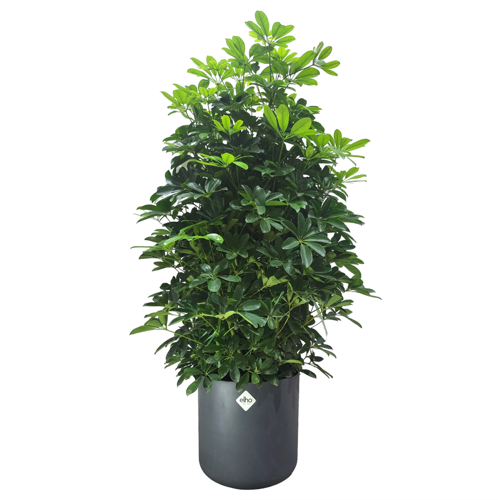 Schefflera Tree in Anthracite B for Soft Round 30cm (1.2m)