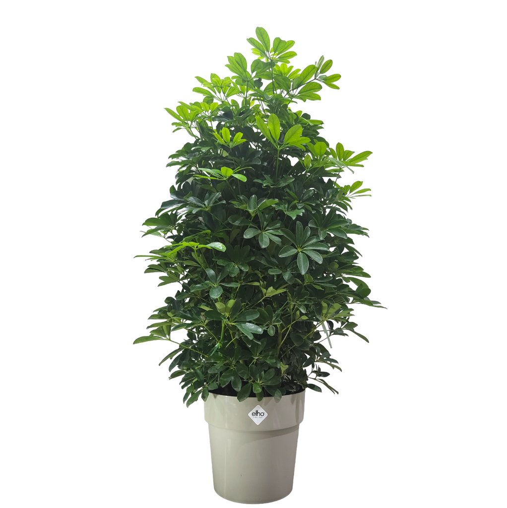 Schefflera Tree in Warm Grey B for Original Round 30cm (1.2m)