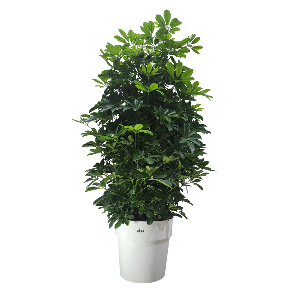 Schefflera Tree in White B for Original Round 30cm (1.2m)