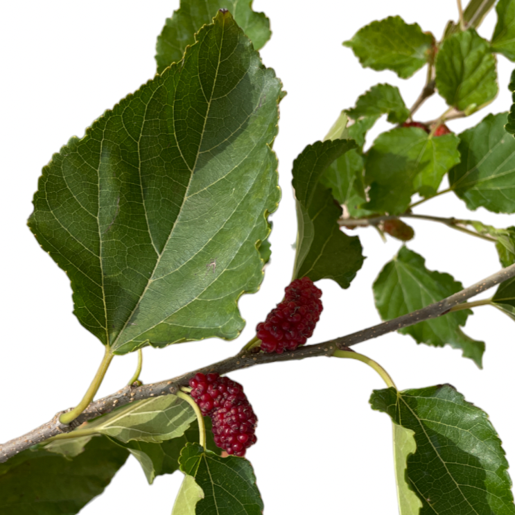 Morus alba, Mulberry (0.75m)