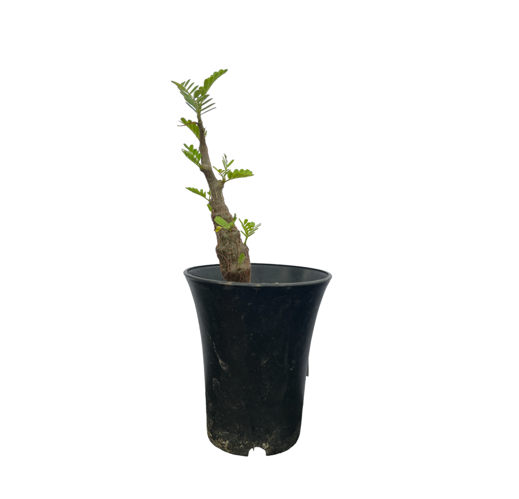 Senna Meridionalis, Taraby Plant (0.2m)