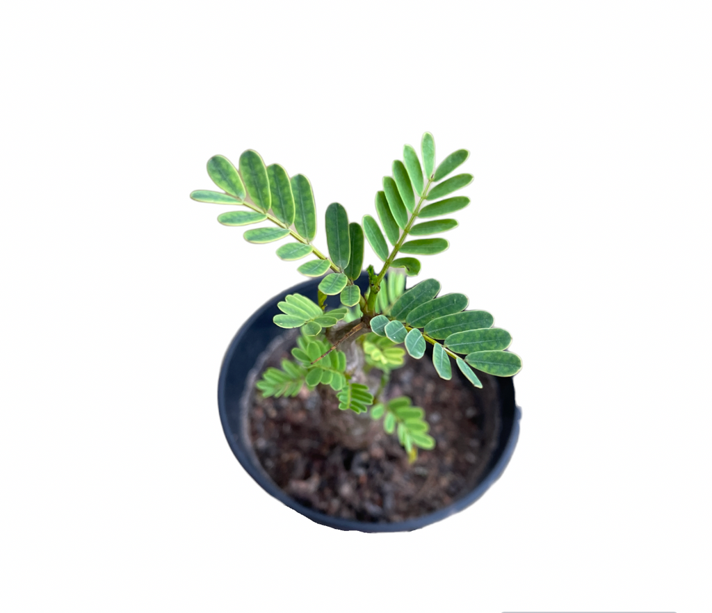 Senna Meridionalis, Taraby Plant (0.2m)