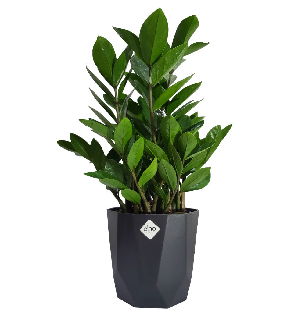 ZZ plant in Living Black B for Rock 16cm (0.4m)