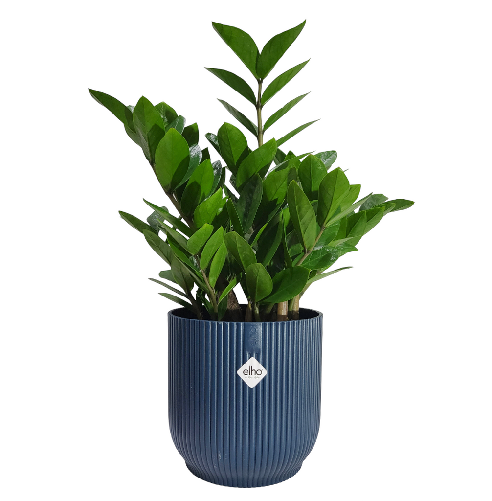 ZZ plant in Deep Blue Vibes Fold Round 18cm with liner (0.4m)
