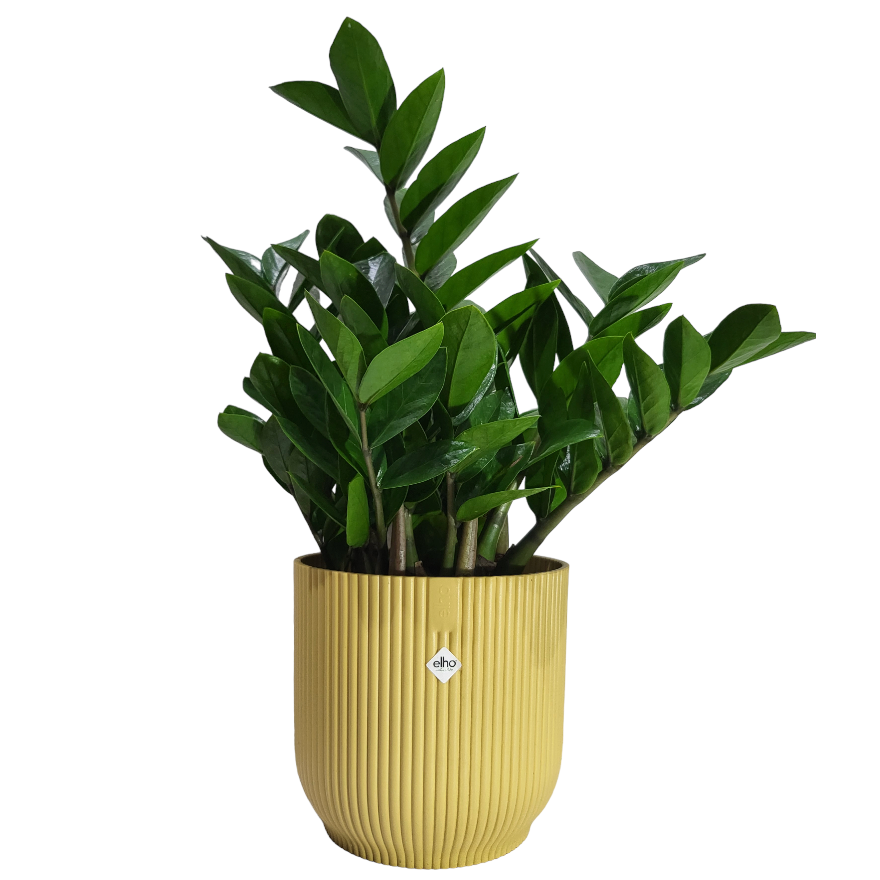 ZZ plant in Butter Yellow Vibes Fold Round 18cm (0.4m)