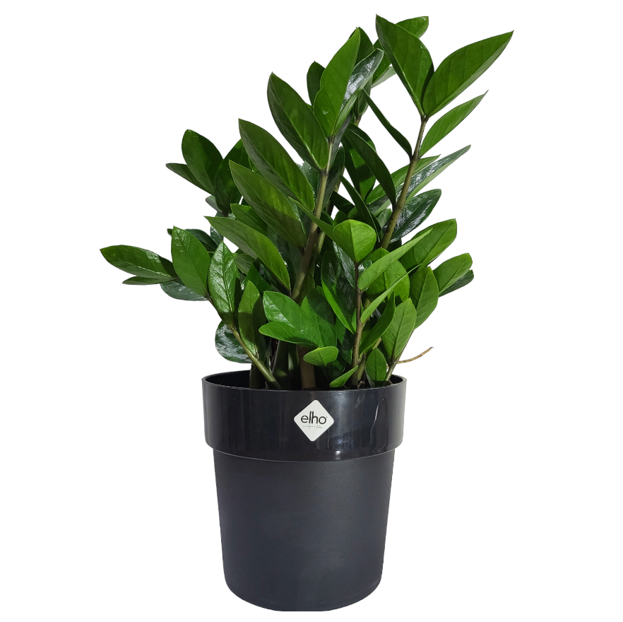 ZZ plant in Living Black B for Original Round 18cm (0.4m)