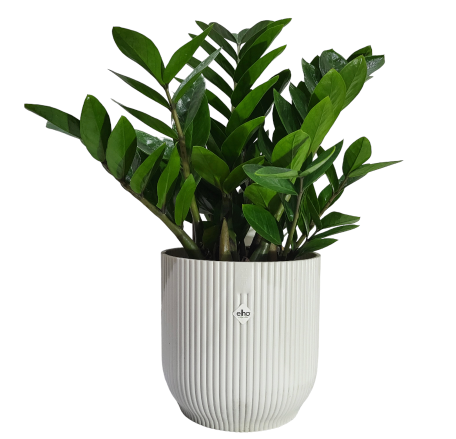 ZZ plant in Silky White Vibes Fold Round 18cm with liner (0.4m)