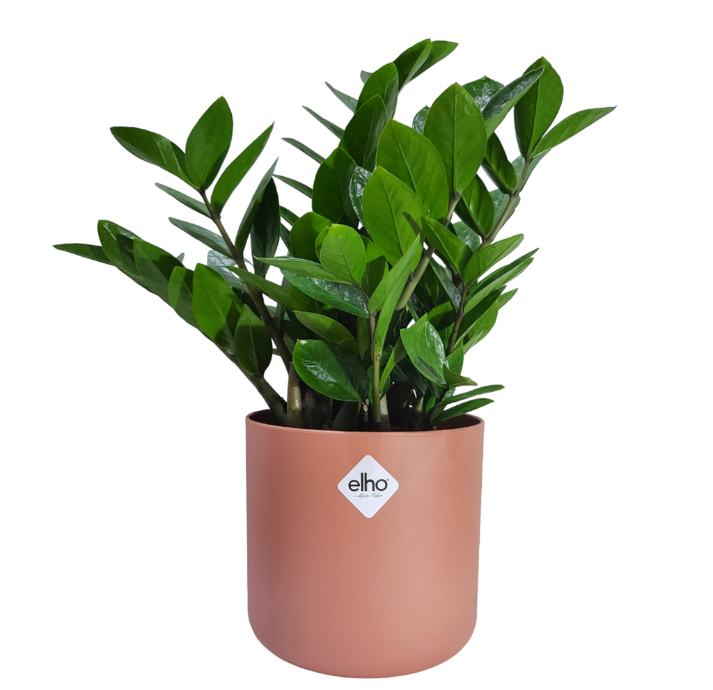 ZZ plant in Delicate Pink B for Soft Round 14cm (0.4m)