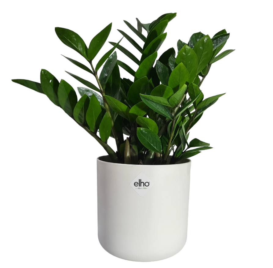 ZZ plant in White B for Soft Round 14cm (0.4m)