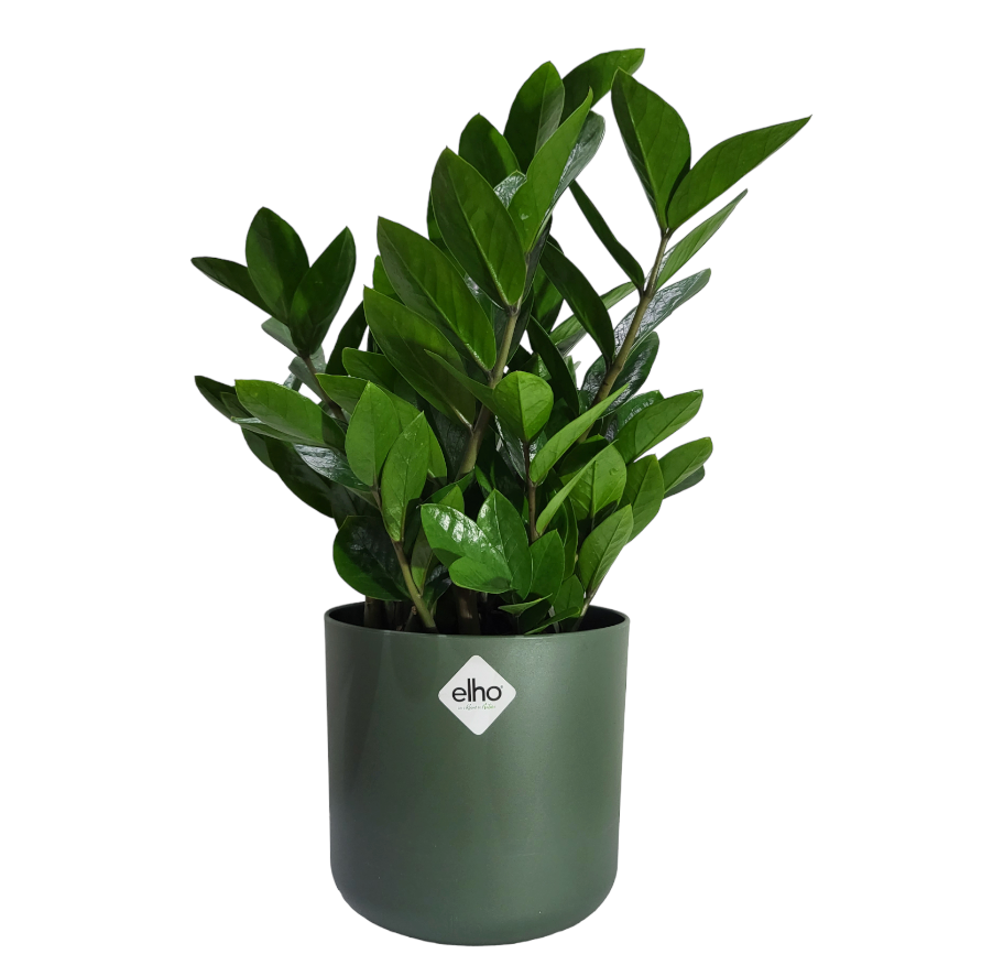 ZZ plant in Leaf Green B for Soft Round 14cm (0.4m)