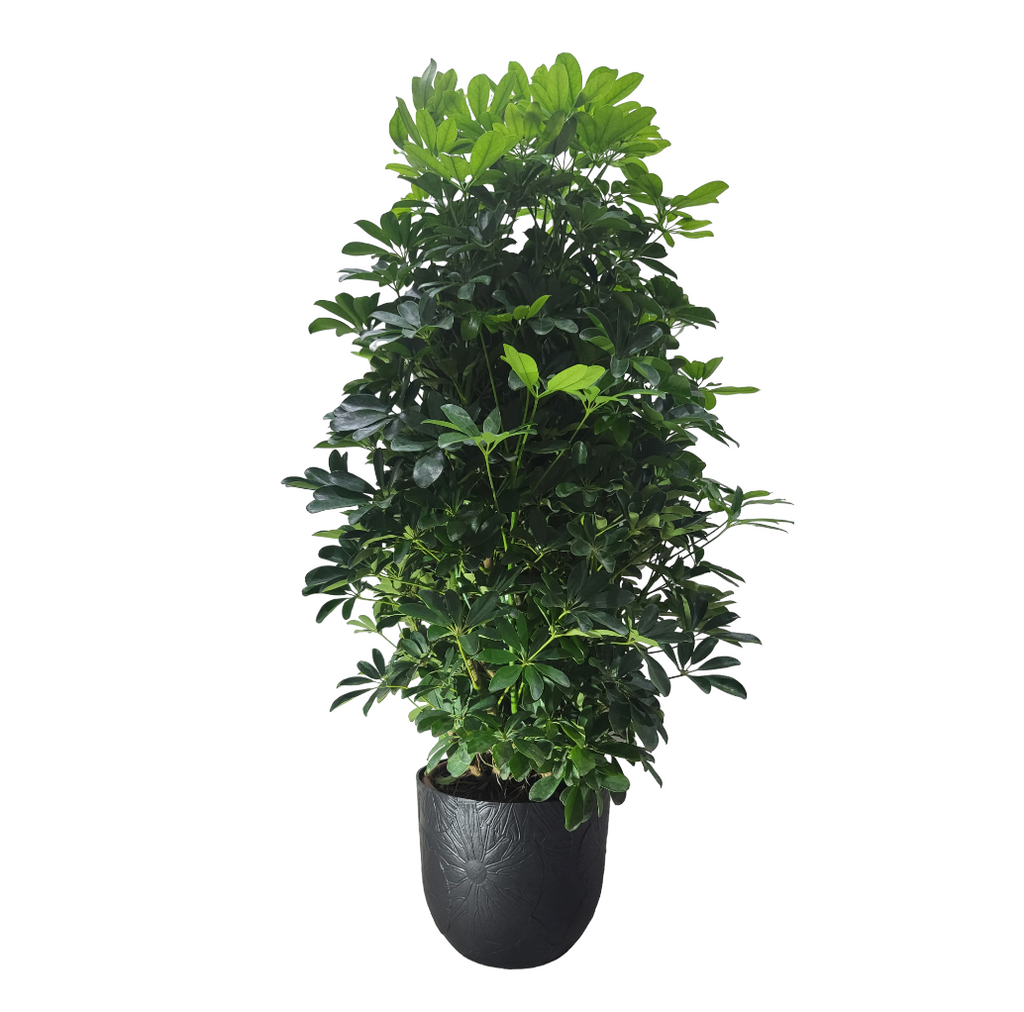 Schefflera Tree in Onyx Black Fuente Lily Round 30cm (1.2m)