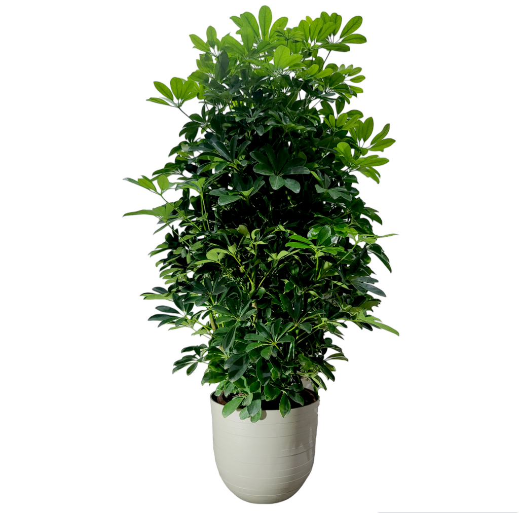 Schefflera Tree in Pebble Grey Fuente Ring Round 30cm (1.2m)