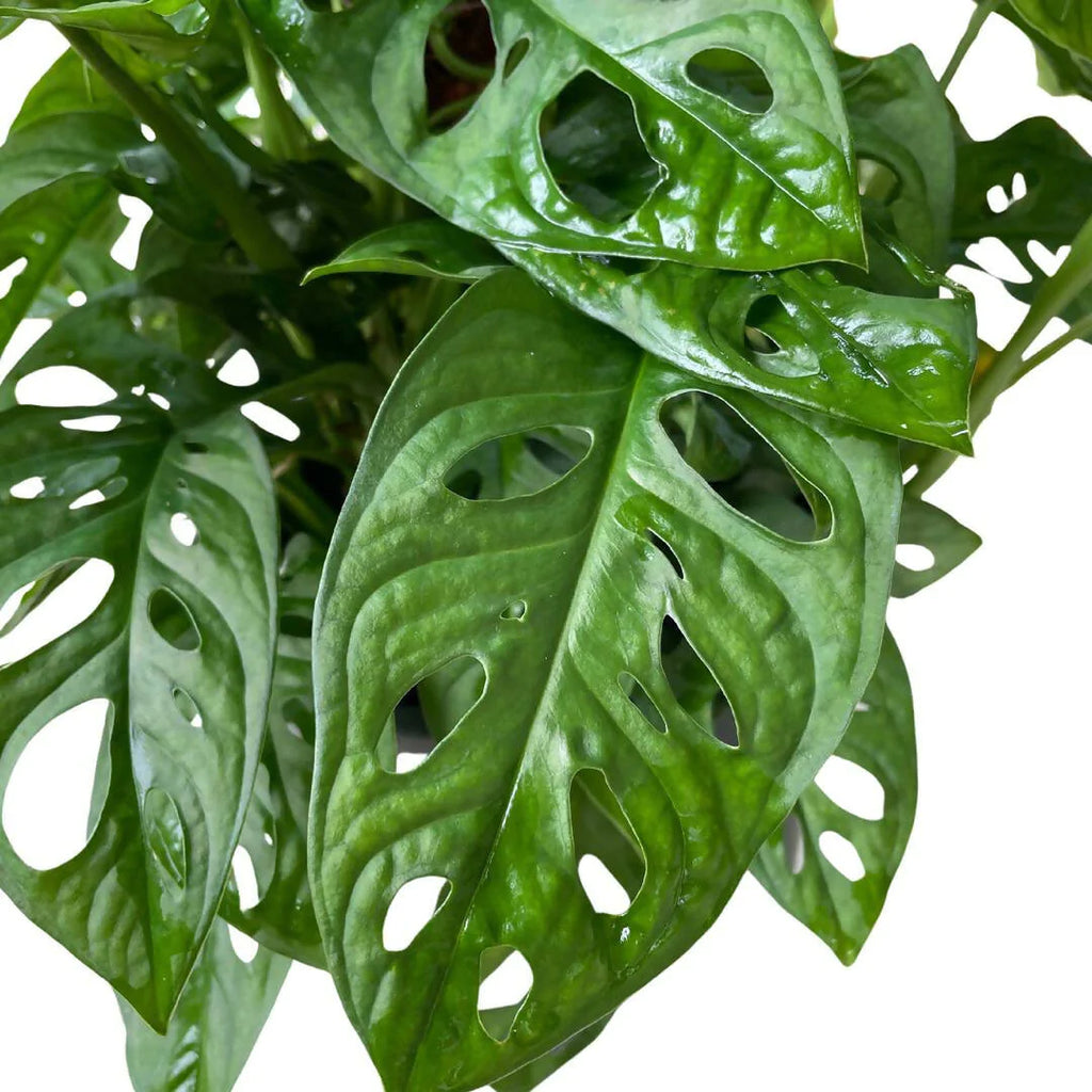 Monstera adansonii, Swiss Cheese Plant (0.9mH)