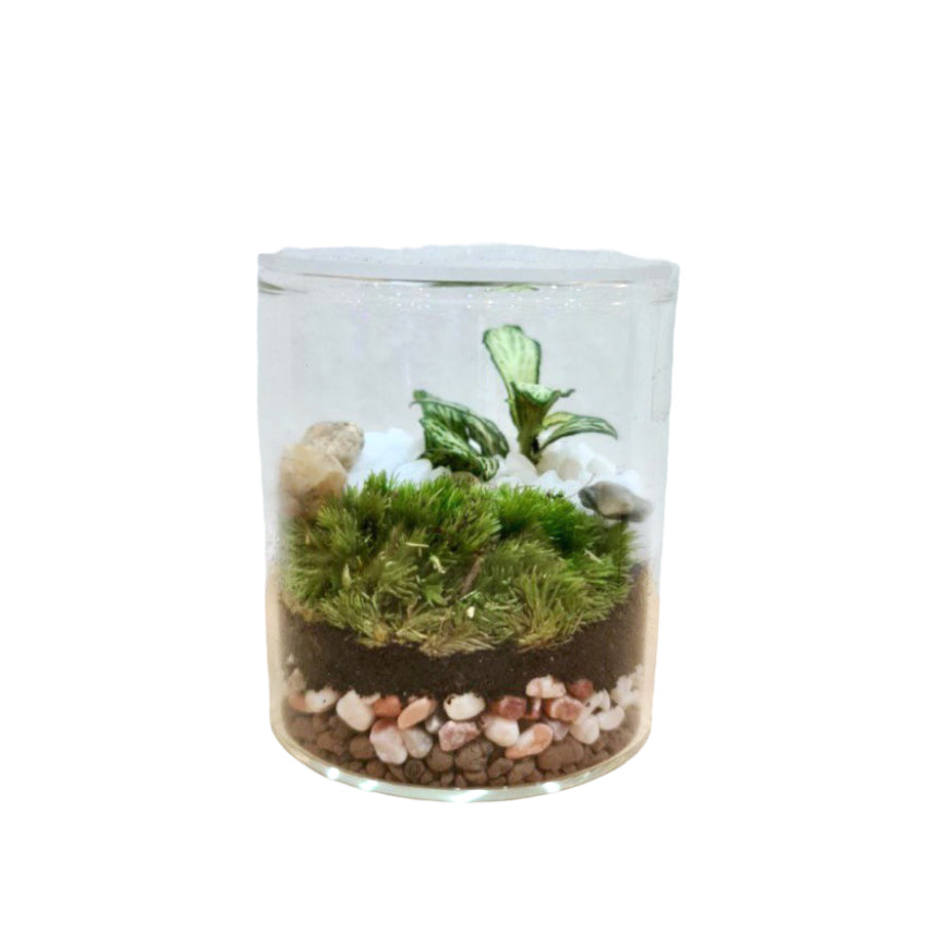 Small Close Ornamental Cylinder Terrarium