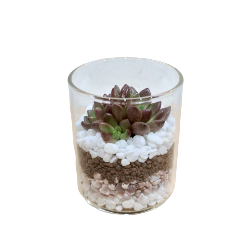 Small Open Succulent Cylinder
