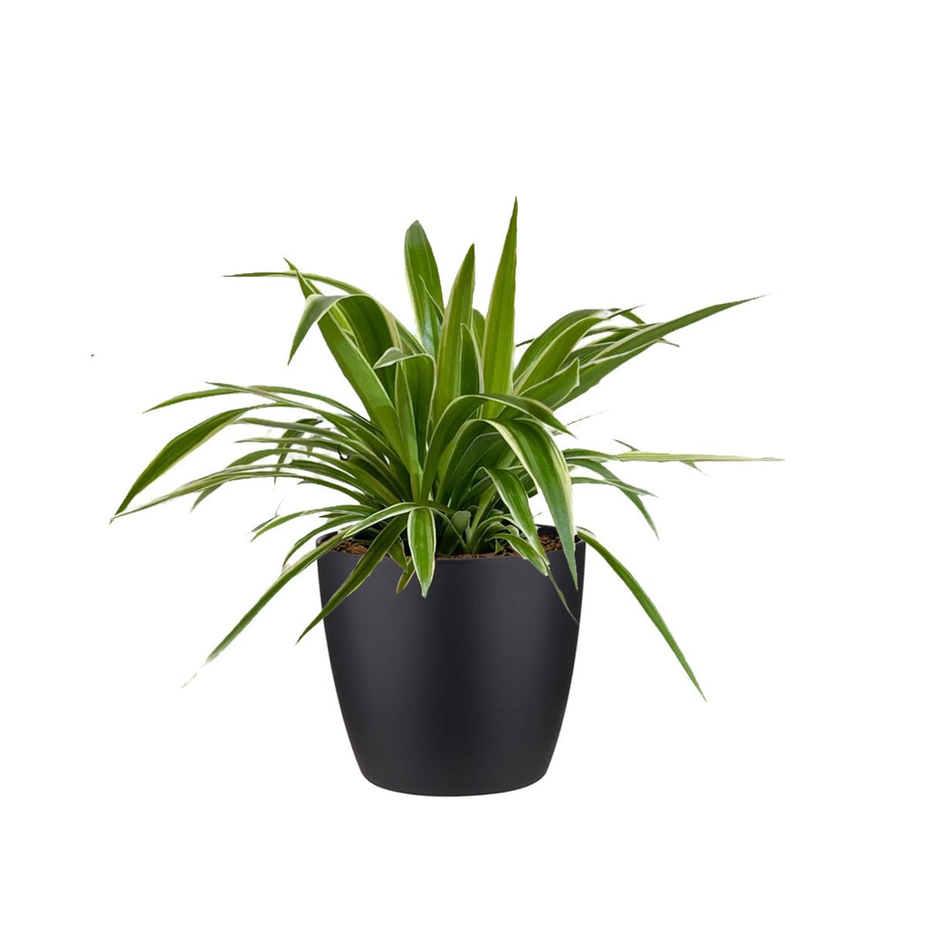 Spider plant in Metallic Black Brussels Diamond Round