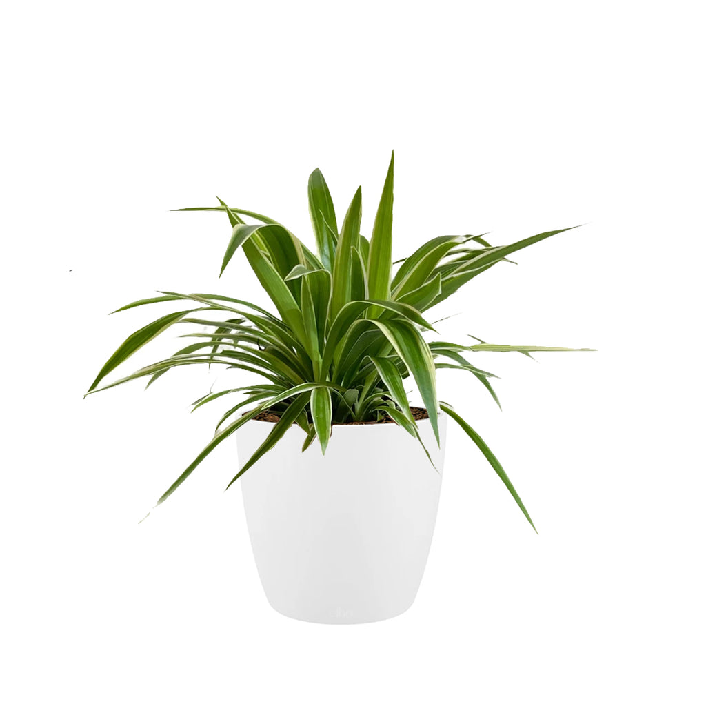 Spider plant in White Brussels Round 25cm (0.4m)