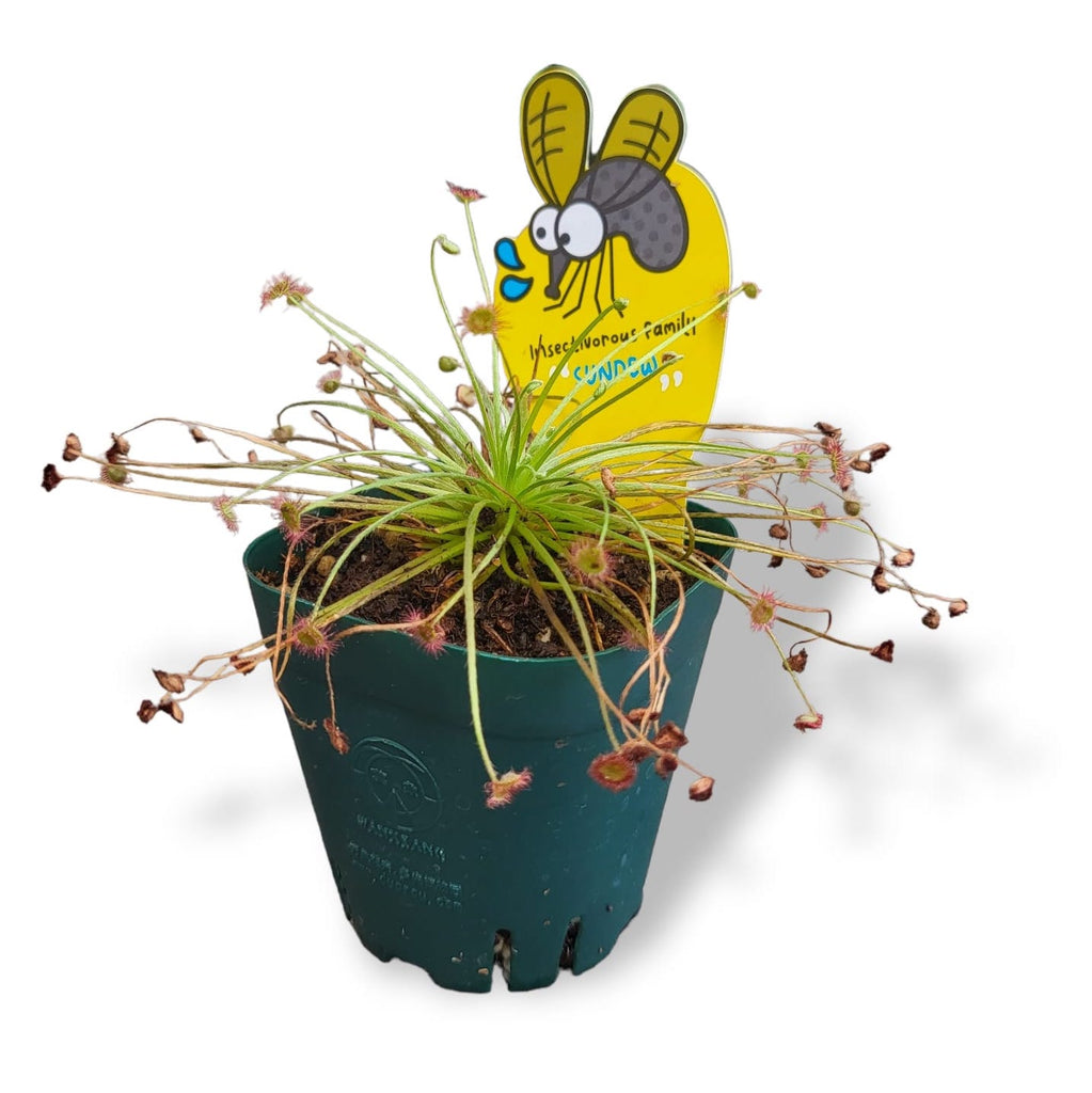 Drosera paradoxa, Sundew Drosera Peacock (0.08m)