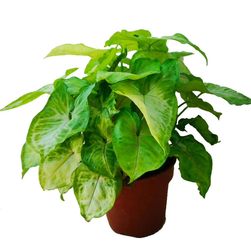 Syngonium lime green (0.20m)