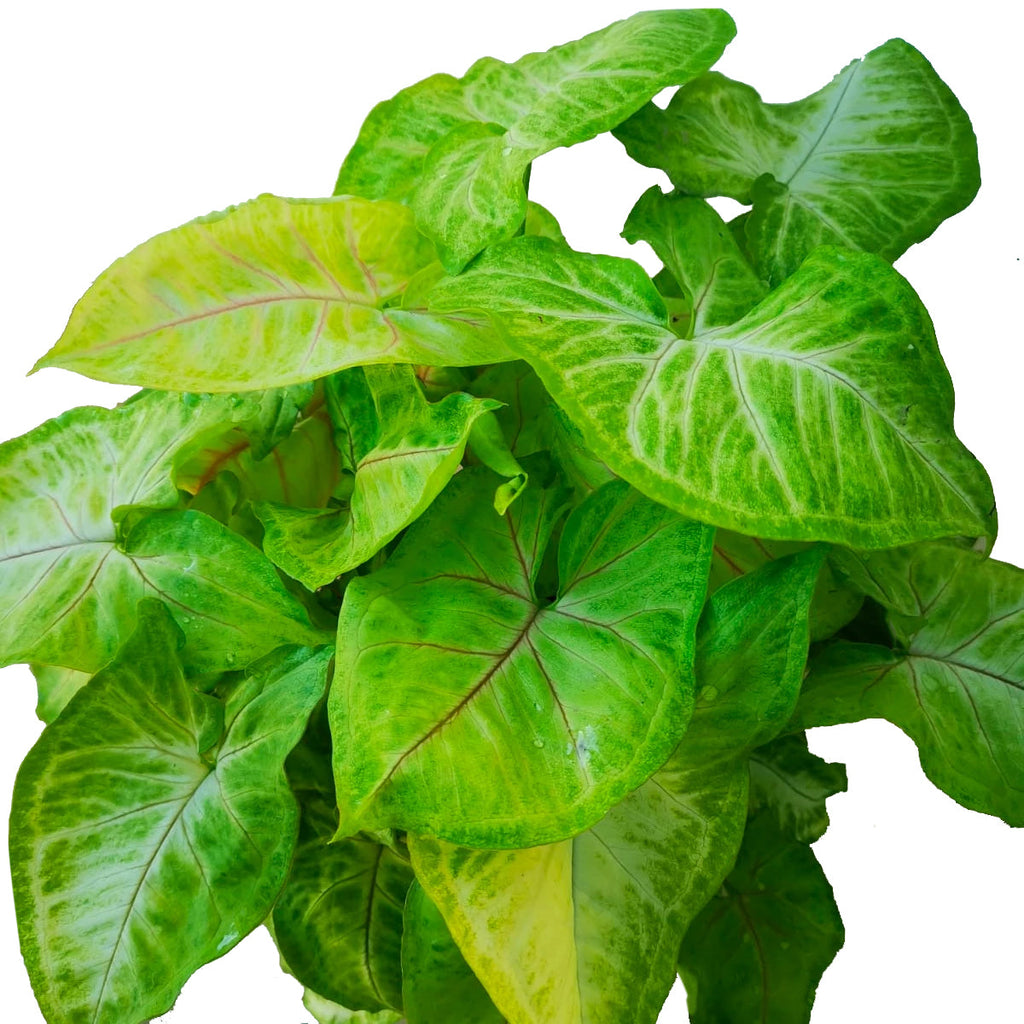 Syngonium lime green (0.20m)