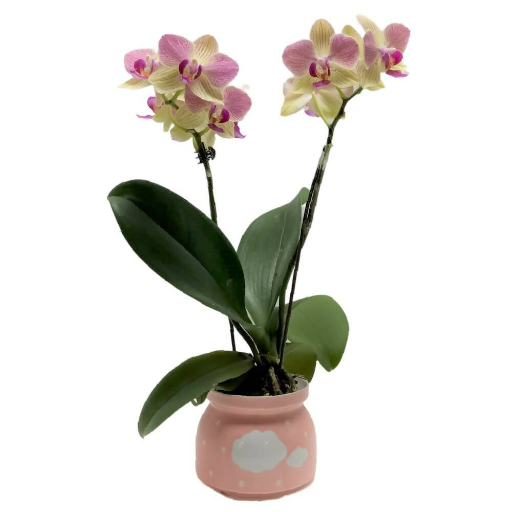 1 Mini Phalaenopsis in Pot