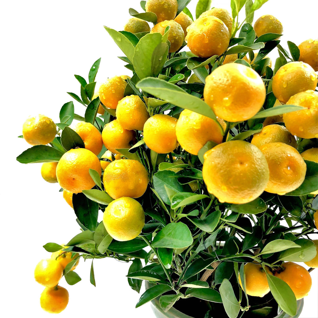 [PRE-ORDER] Four Season Lime 四季桔 in 8 Inch Pot (0.4m - 0.5m)