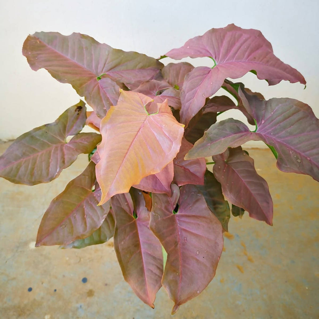 Syngonium podophyllum 'Pink', Pink Syngonium (0.25mH)