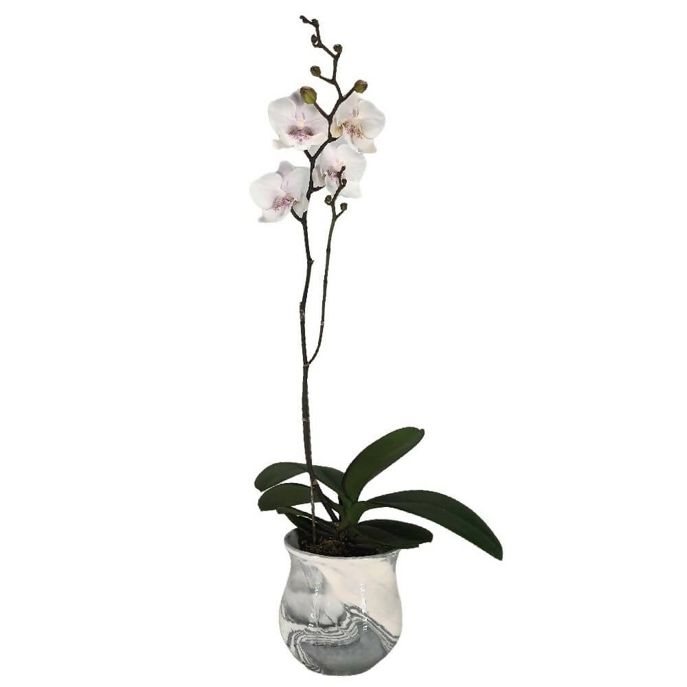 1 Mini Phalaenopsis in Pot