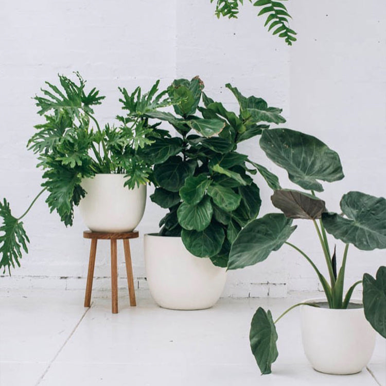 Kola Nisa Planter