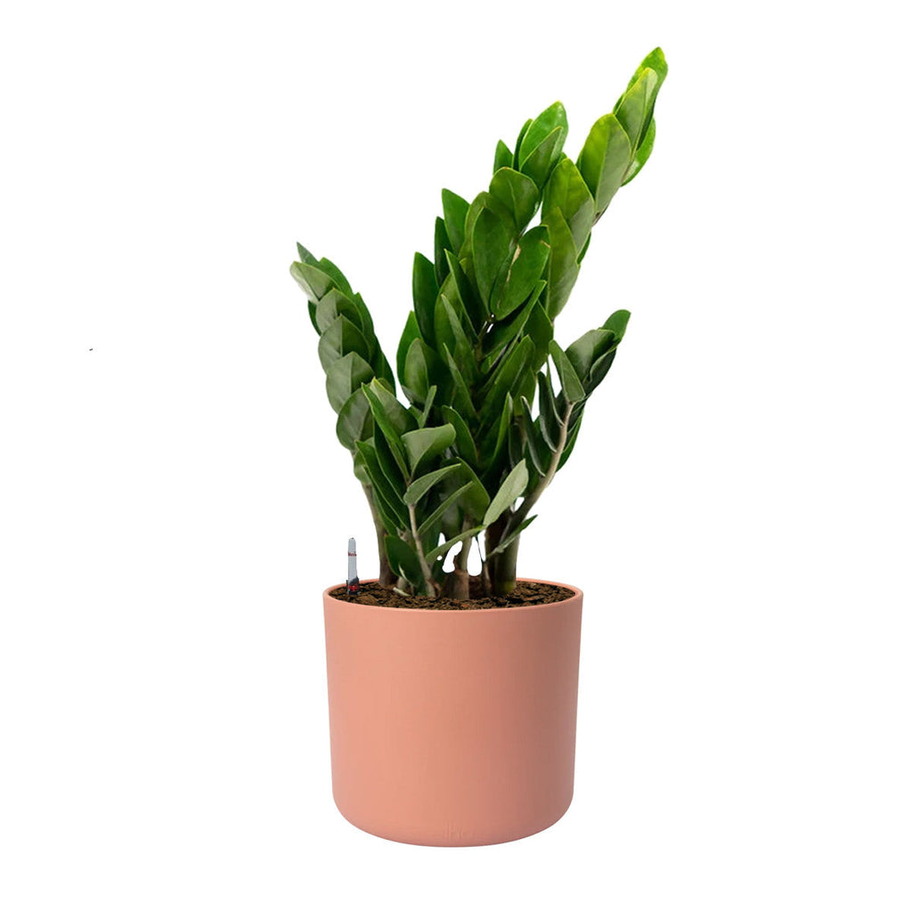 Zamioculcas Zamiifolia in Delicate Pink B. for Soft Round 18cm (0.4m)