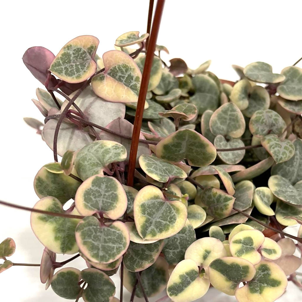 Ceropegia woodii var, String of Heart (hanging) (0.08m)