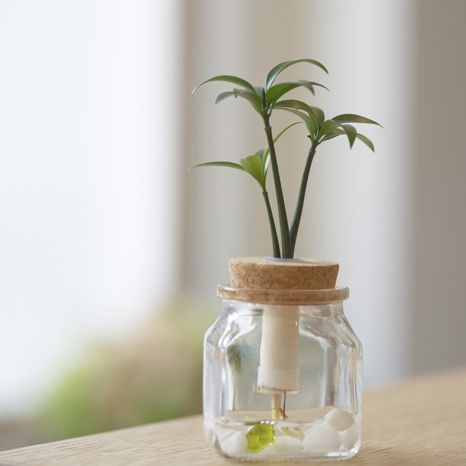 Hydroponic Bonsai Noah Garden Centre