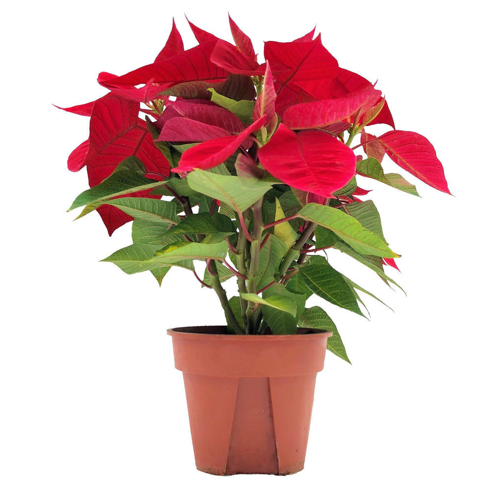 Euphorbia pulcherrima, Poinsettia (0.25m - 0.30m)